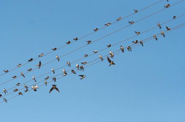 Elektrik kablolarında kırlangıçlar sürüsü