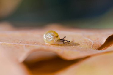 Yaprağın üzerinde sürünen çok küçük bir salyangozun ayrıntıları.