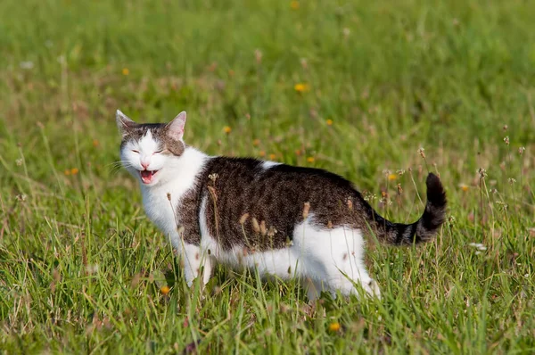 Tomcat Sur Une Prairie Avec Une Grimace Drôle — Photo