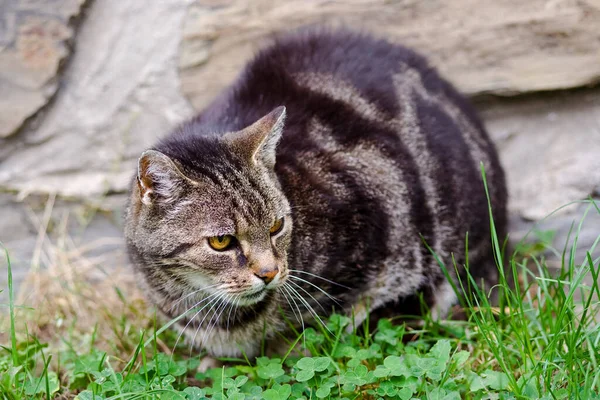 Gato Doméstico Jardim Foco Seletivo Cabeça Profundidade Rasa Campo — Fotografia de Stock