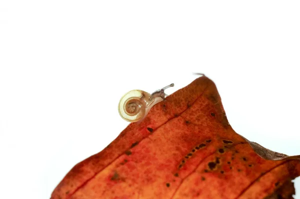 Λεπτομέρεια Του Πολύ Μικρού Σαλιγκαριού Που Σέρνεται Ένα Φύλλο — Φωτογραφία Αρχείου