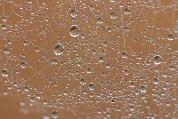 Dew Drops Spider Web Detail — Stock Photo, Image