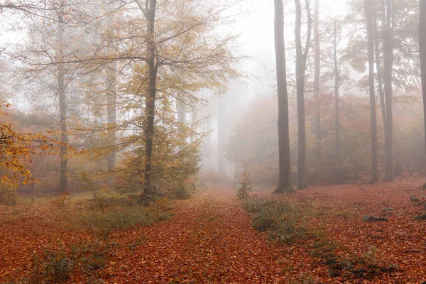 Bosque Hayas Otoño — Foto de Stock