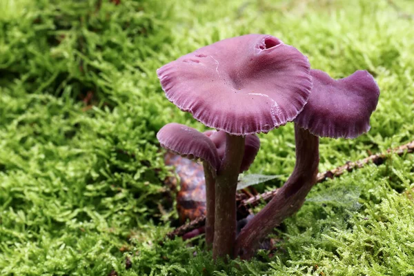 紫水晶的骗子 食用菌的细节 — 图库照片