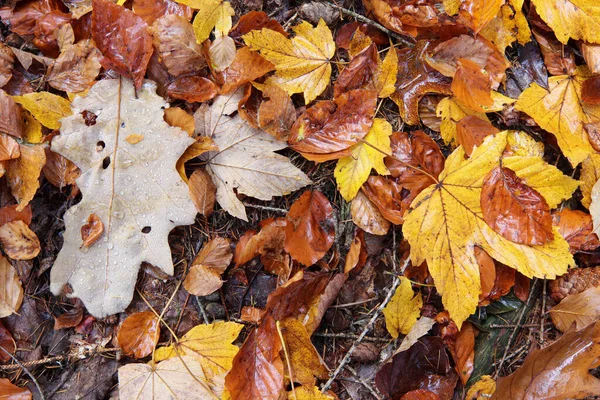 Feuilles Automne Humides Tombées Sur Sol — Photo