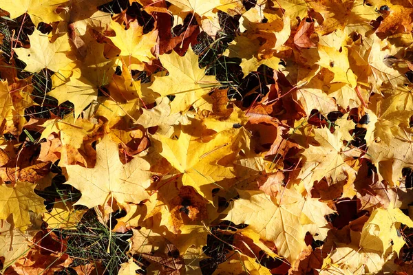 Fallna Lönnlöv Höstsolens Sken — Stockfoto