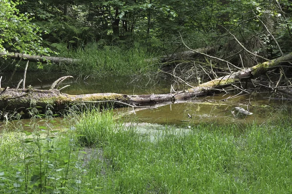 Skogen damm — Stockfoto