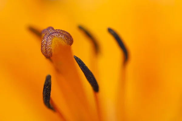 Bloom of lily — Stock Photo, Image