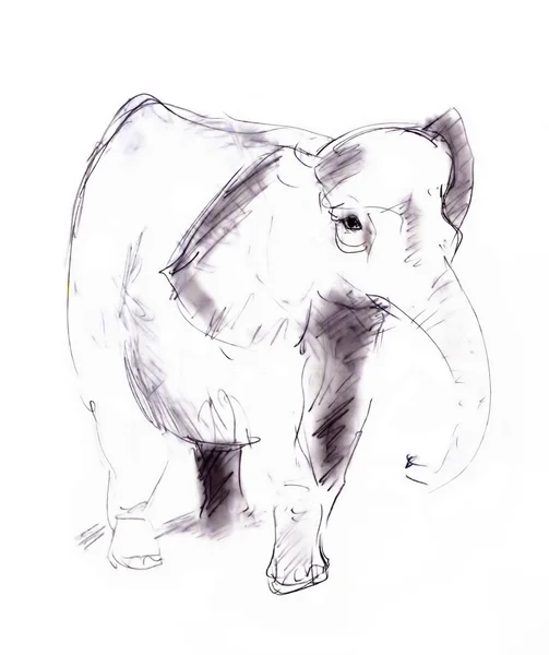 Elefante — Foto Stock