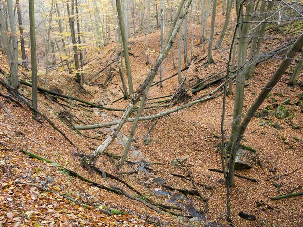 落叶森林与山沟 — 图库照片