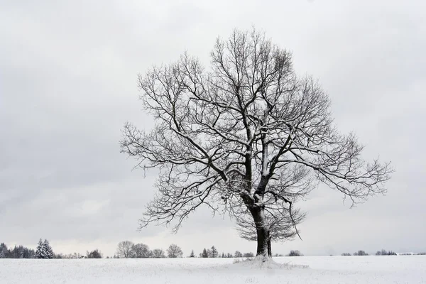 Solitérní strom v zimě — Stock fotografie