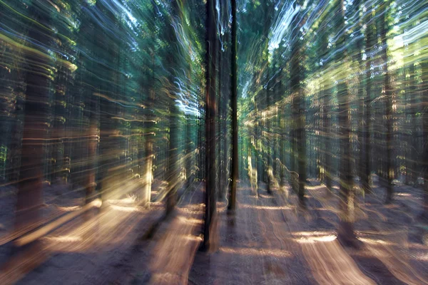 Mysterious forest — Stock Photo, Image