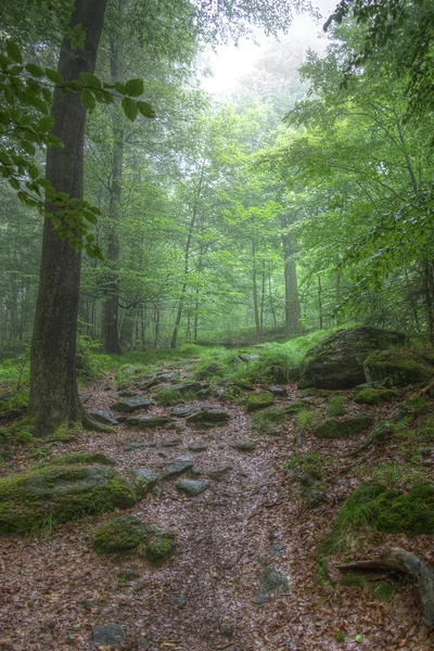 Тишина леса — стоковое фото