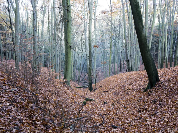 Buchenholz — Stockfoto