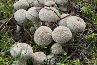 Deniz yıldızı mantar