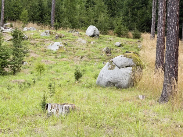 Boulder in forest — Stock Photo, Image