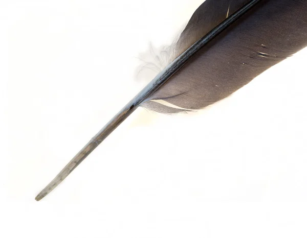 Caneta Quill — Fotografia de Stock