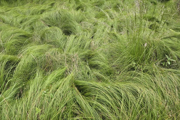 Zijdeachtige gras — Stockfoto