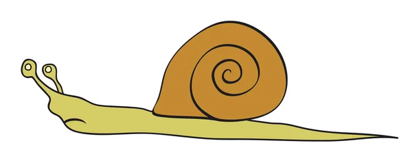 Snail — Stock Vector