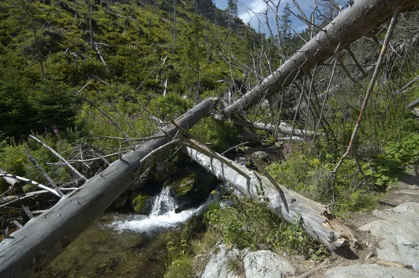 Rompe el viento - árboles arrancados de raíz por una tormenta —  Fotos de Stock