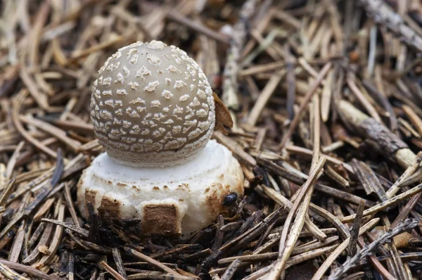 Pequeno toadstool spissa — Fotografia de Stock