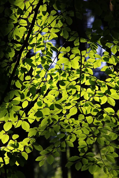 Green Leaves On The Backlit — Stock Photo, Image
