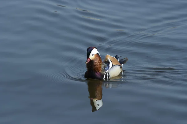 Mandarino anatra sull'acqua — Foto Stock