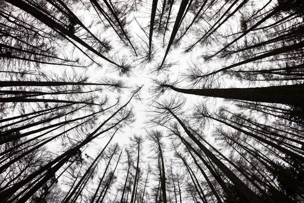 Forest View From Below — Stock Photo, Image