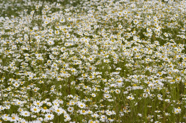草地上的德国洋甘菊 — 图库照片