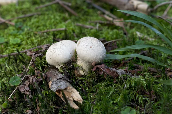 Hvězdice houba — Stock fotografie