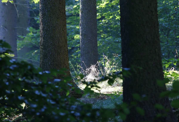Ciche i spokojne miejsce w lesie — Zdjęcie stockowe