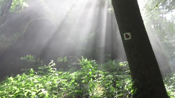 Mist en zonnestralen in het bos — Stockvideo