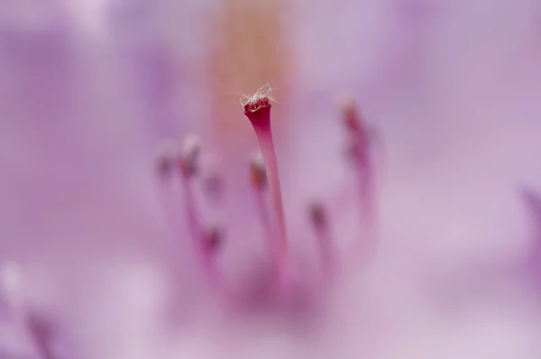 Flor da rosa-baía — Fotografia de Stock