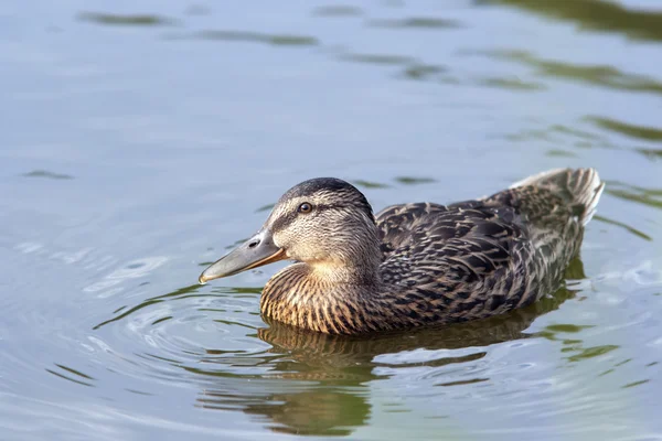 Duck On The Water — Stock Photo, Image