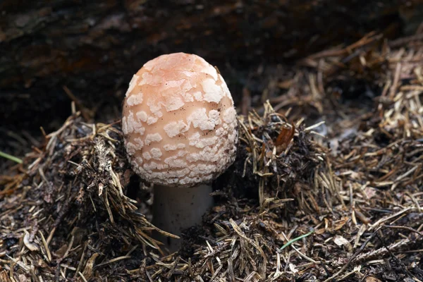 Blusher - Edible Mushroom — Stockfoto