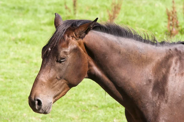 Bay Horse With Eyes Closed — Stockfoto
