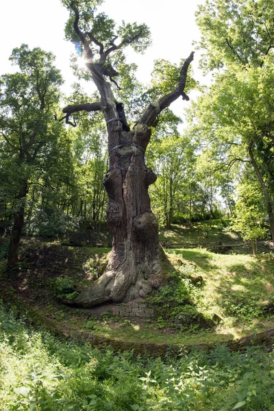 思い出に残る樫の木 — ストック写真