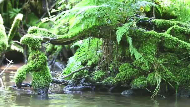 Wortels in het water — Stockvideo