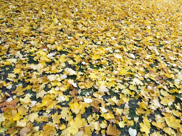 Gevallen esdoorn bladeren — Stockfoto