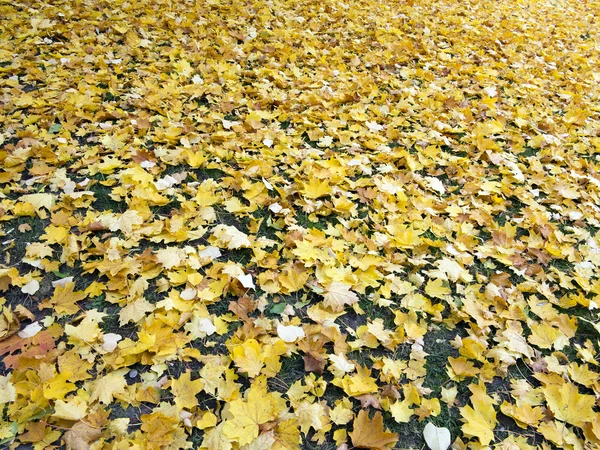 Feuilles d'érable tombées au sol — Photo