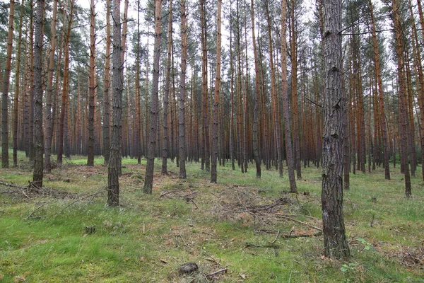 Dennenbos — Stockfoto