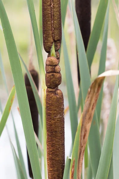 Common Cattail - Большая булава — стоковое фото