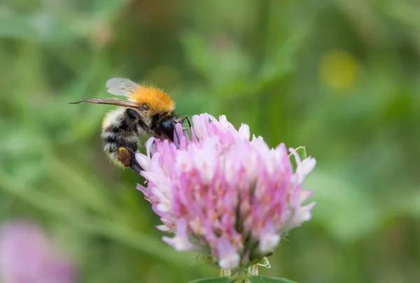 Pillination - pan bumble-bee v květu — Stock fotografie