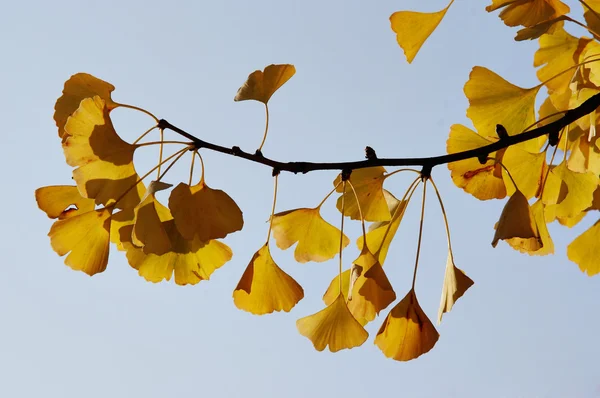 Гинкго - maidenhair дерева — стоковое фото