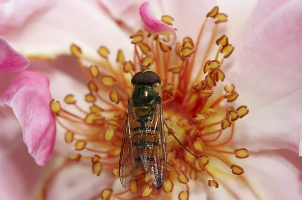 Сирфидная муха на цветке — стоковое фото