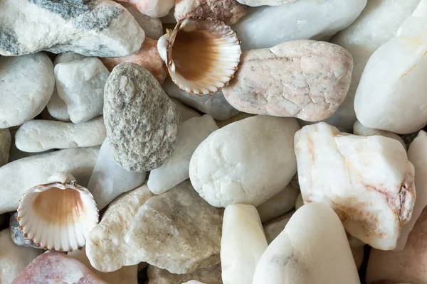 Pedras de seixos com conchas — Fotografia de Stock
