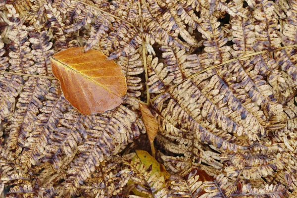 Fallen leaf on the fern — Stock Photo, Image