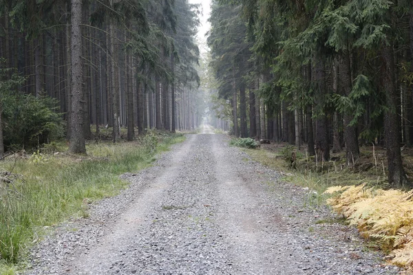 Форест Роуд в хвойних Woodland — стокове фото