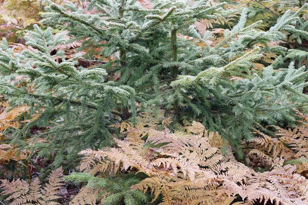 İğneler ve Ferns — Stok fotoğraf