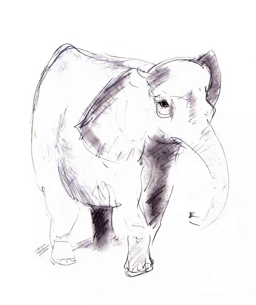 Elefante - lápis sobre papel — Fotografia de Stock